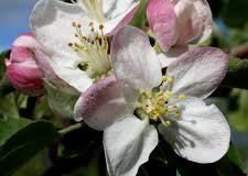 Bringing Back the Blossom to Clonmore